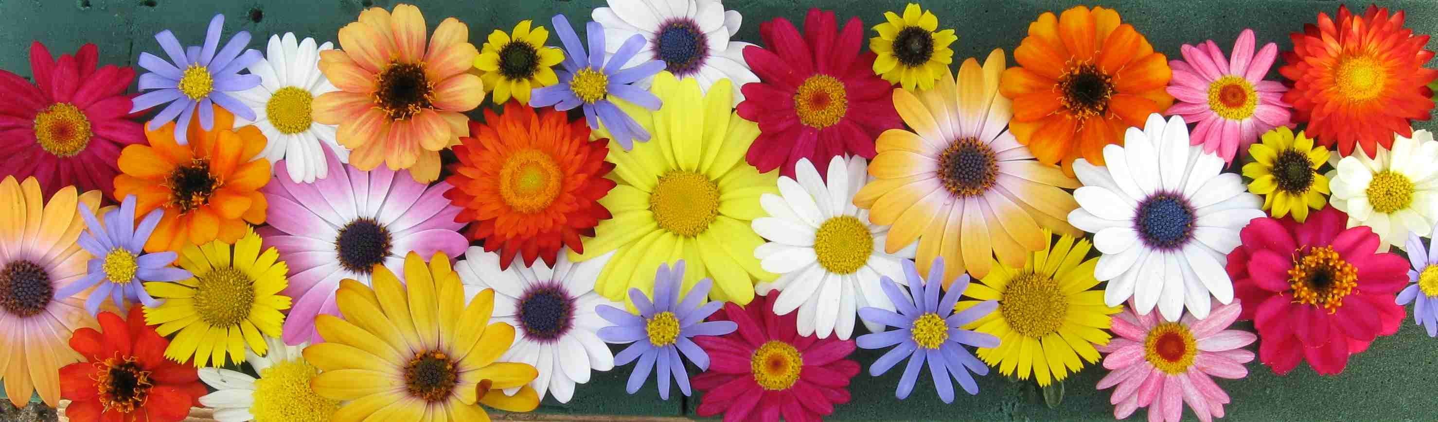 Quelle: breitmoser-blossoms