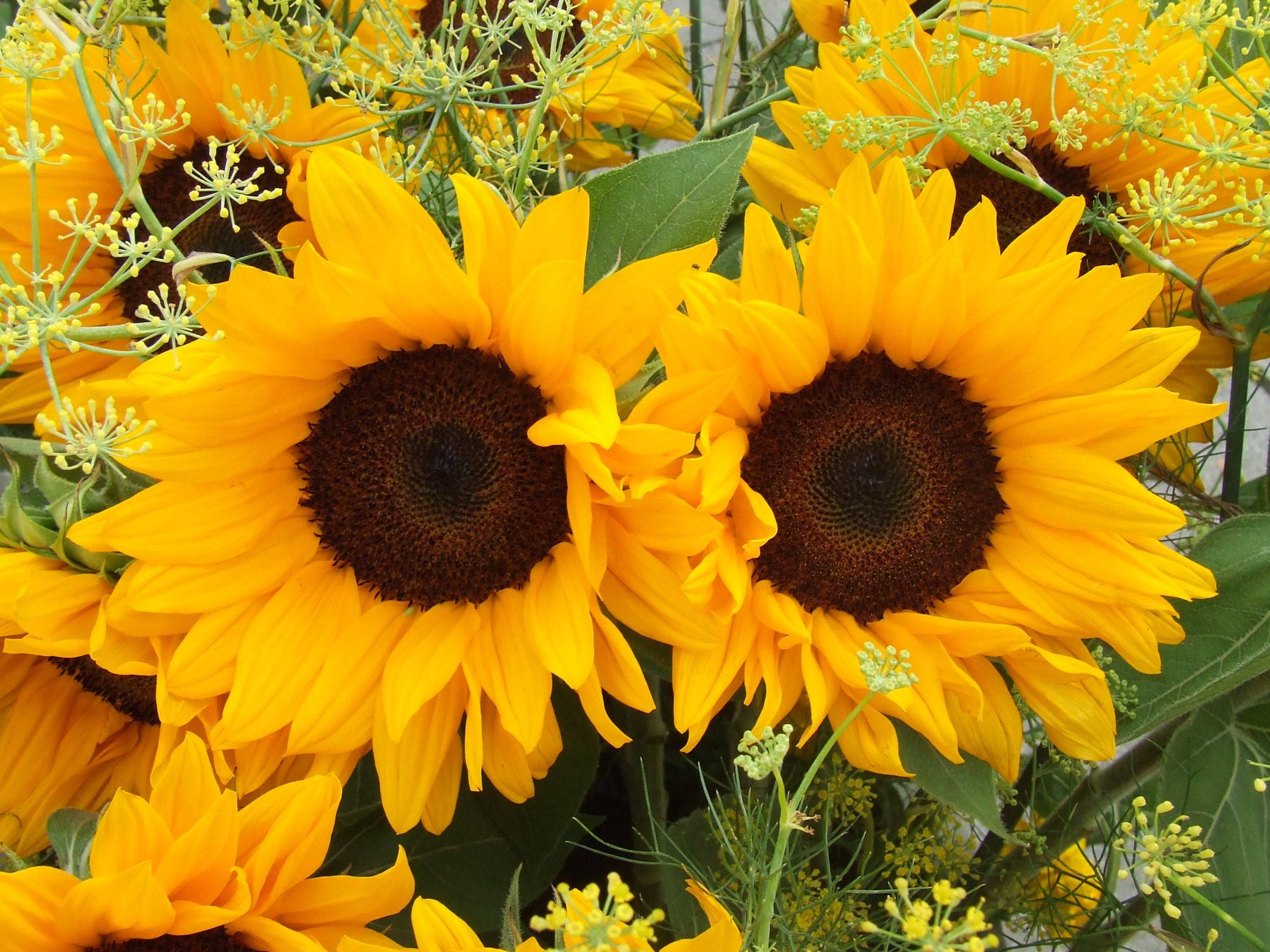 Quelle: donnawetta-sunflowers