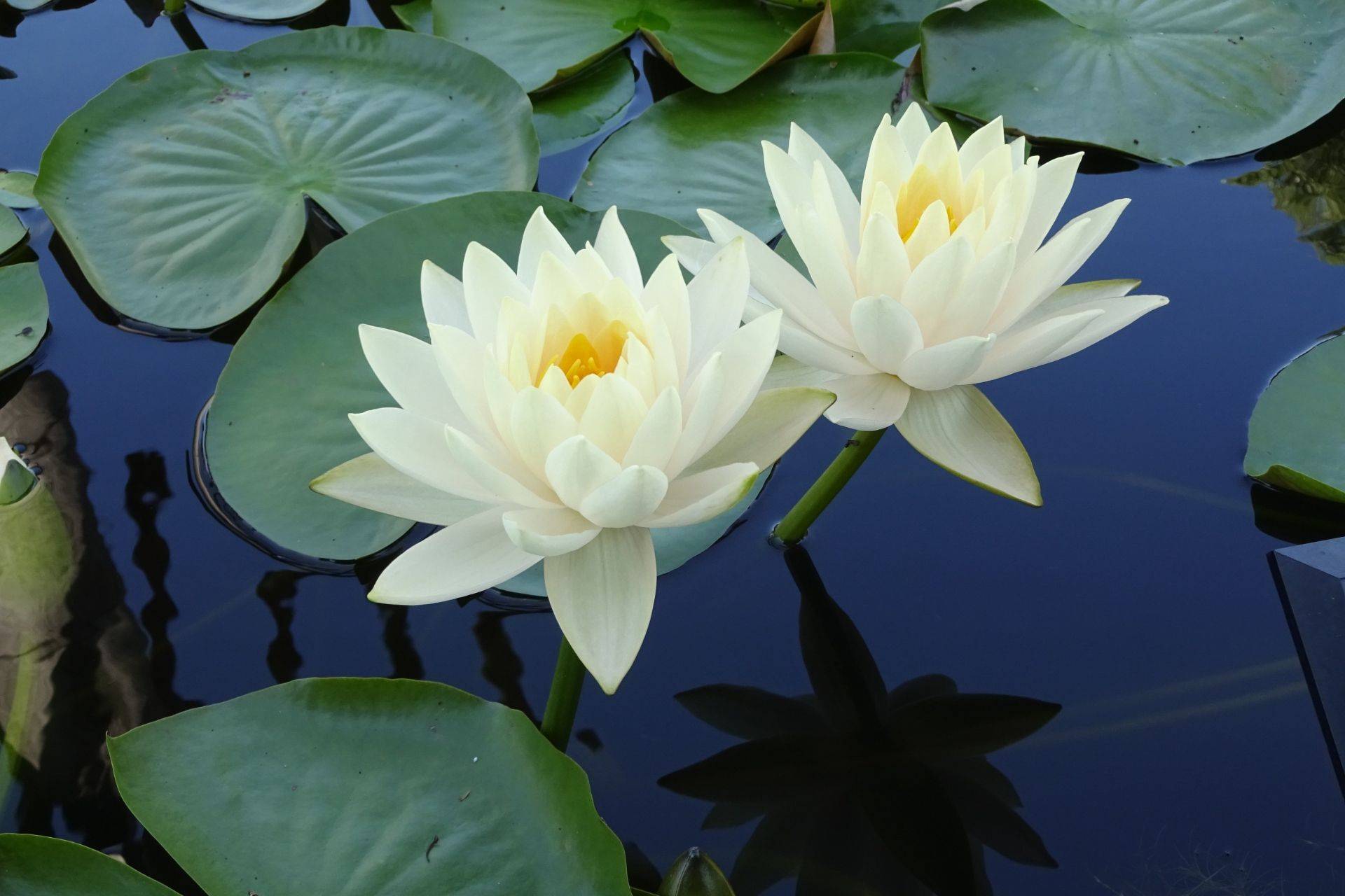 Quelle: luster2739-early-summer-flowers